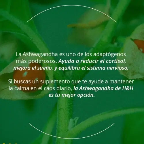 Ashwagandha | Adaptógeno antiestres, reduce el cortisol, previene el insomnio